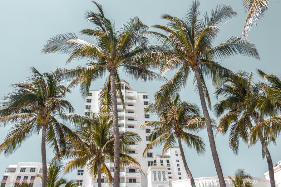 Miami high-rise towers behind tall palm trees